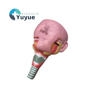 Tükürük Bezi ve Boğaz Kasları Anatomi Modeli - KBB Eğitimi için İnsan Ağız Boşluğu Diseksiyon Modeli - Product Image 1