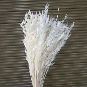 L06528 naturel réel séché avoine herbe naturel <span class=keywords><strong>lin</strong></span> doré gousses fleurs sec blé Grains Avena avoine séché Avena avoine - Product Image 1