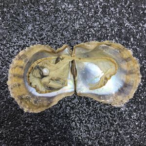 Perla <span class=keywords><strong>de</strong></span> agua dulce <span class=keywords><strong>de</strong></span> 7-8mm en concha <span class=keywords><strong>de</strong></span> akoya, como regalo, tiktok - Product Image 2