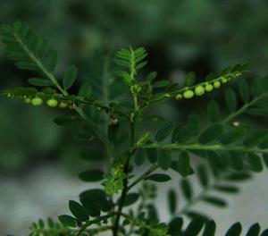 ก้านใบแห้งธรรมชาติของพืชป่าจีน ยี่ห้อเย่เซี่ยจู (<span class=keywords><strong>Phyllanthus</strong></span> Urinaria) - Product Image 6