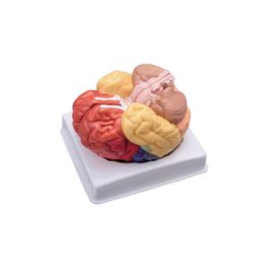 50106.11 1/2 kích thước tự nhiên 32 phần 4D cơ quan giải phẫu mô hình não sọ - Product Image 6