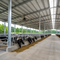 Structure en acier préfabriquée à grande portée pour abri de bétail, avec cadre galvanisé isolé, pour bâtiment d'élevage de vaches en ferme.