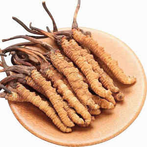 Natural Naqu <span class=keywords><strong>Cordyceps</strong></span> Tibet <span class=keywords><strong>Cordyceps</strong></span> Militaris <span class=keywords><strong>Real</strong></span> organik makanan <span class=keywords><strong>Cordyceps</strong></span> jamur - Product Image 2
