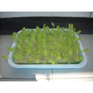 <span class=keywords><strong>Bac</strong></span> à semis hydroponique double couche <span class=keywords><strong>pour</strong></span> graines de légumes, fleurs, pousses de haricots et plantes vertes avec plateau d'eau - Product Image 2