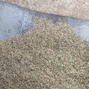 Semillas de Ortiga Orgánicas Silvestres Naturales de Alta Calidad al por Mayor, Originarias de China, para Uso Alimentario - Product Image 1