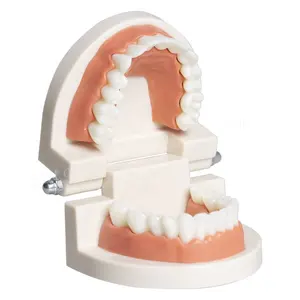 Прямо с фабрики продажа Стоматологическая детская практика чистка зубов обучающая оральная модель