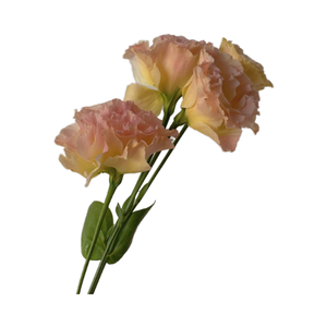 Flores cortadas frescas de <span class=keywords><strong>Campanula</strong></span> de color champán al por mayor - Product Image 2