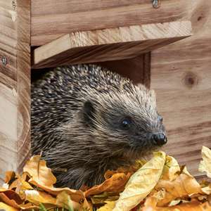 Maisons de <span class=keywords><strong>hérisson</strong></span> d'extérieur, avec rabat de rat, entrée de labyrinthe, 21x46x34 cm, bois de sapin, pour jardin, patio,balcon - Product Image 4