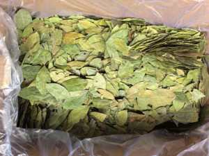 Foglie di <span class=keywords><strong>Alloro</strong></span> - Product Image 3