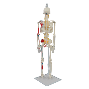 Modelo de esqueleto <span class=keywords><strong>humano</strong></span> de PVC de 85 cm, medio <span class=keywords><strong>cuerpo</strong></span>, <span class=keywords><strong>con</strong></span> músculos coloreados, marcas de origen, nervio espinal <span class=keywords><strong>y</strong></span> disco, <span class=keywords><strong>con</strong></span> soporte colgante para biología <span class=keywords><strong>y</strong></span> ciencia - Product Image 2