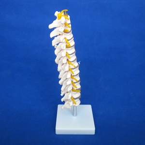 Modèle de vertèbre thoracique, colonne vertébrale avec moelle épinière et simulateur de nerfs Structure osseuse enseignement fantôme médical - Product Image 6