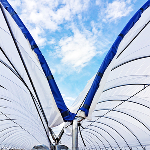 Túnel Multiusos para Cultivo de Arándanos con Protección UV, Apto para Arándanos, Frambuesas y <span class=keywords><strong>Hierbas</strong></span> Frescas - Product Image 6
