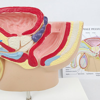 Modèle de la cavité abdominale masculine, modèle de la prostate, modèle des organes reproducteurs masculins, modèle d'anatomie humaine médicale, modèle de sciences médicales