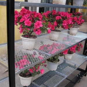Pour étagère à <span class=keywords><strong>fleurs</strong></span> en métal antirouille avec finition enduite de poudre Présentoir de balcon intérieur autoportant - Product Image 3