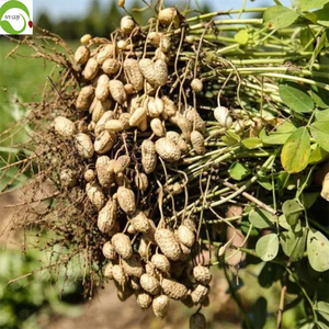 Bio lebensmittel Premium Qualität Fabrik preis Geschälte Erdnuss kerne China - Product Image 4