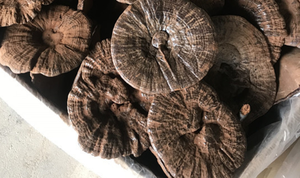 Reishi <span class=keywords><strong>Ganoderma</strong></span> Natural, Entero, Crudo, Puro, Silvestre y Seco para Té Saludable - Product Image 6