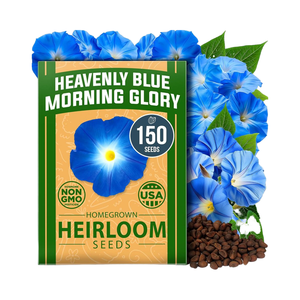 Home Grown USDA Premium Heavenly Blue Morning Glory Heirloom Non-GMO Flower Garden atrae polinizadores pájaros (<span class=keywords><strong>Ipomoea</strong></span> - Product Image 1