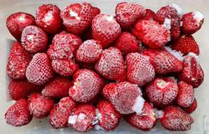 Morangos IQF Congelados a granel de qualidade premium Morangos naturais doces Congelados ideais para importadores e distribuidores - Product Image 2