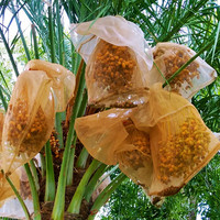 Dadelpalmnetzakken 80x100 mm 70x90 mm voor het verpakken van dadelpalmenfruit en -groenten