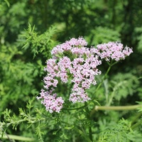 Extrait de racine de Valériane Officinalis Acide Valérénique 0,3% 0,5% 0,8% 2% CAS 8057-49-6 Poudre de qualité alimentaire Soulage la fatigue mentale