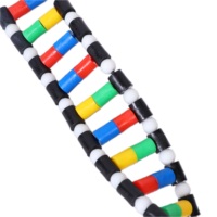Modelo de ADN Humano de Doble Hélice para la Enseñanza de Biología, Material de PVC, Modelo Anatómico Médico Duradero
