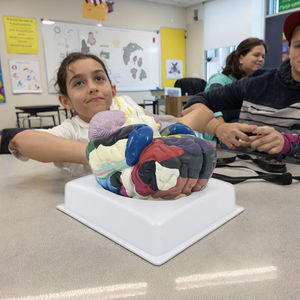 Modèle anatomique de cerveau humain en PVC régional en deux parties <span class=keywords><strong>grandeur</strong></span> <span class=keywords><strong>nature</strong></span> pour les sciences médicales - Product Image 4