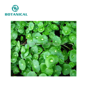 Poudre d'<span class=keywords><strong>hydrocotyle</strong></span> d'extrait de Gotu Kola de qualité cosmétique Asiaticoside 10%-95% Poudre d'extrait de Centella Asiatica - Product Image 4