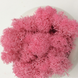 HOTsale 100g fleurs et plantes préservées art mural en mousse véritable naturelle renne <span class=keywords><strong>stabilisé</strong></span> vert <span class=keywords><strong>mur</strong></span> de mousse préservé pour la décoration - Product Image 5