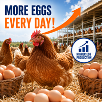 SAIK Prémélange en poudre composé à 5 % avec vitamines et acides aminés pour poules pondeuses favorisant la croissance