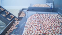 Congelador de Túnel Continuo IQF Vicmai Industrial SUS304 con Control de Temperatura de -40°C para Plantas de Procesamiento de Mariscos y Camarones