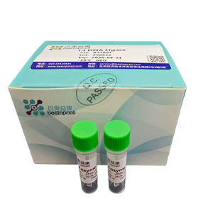 T4 dnaigase/dnase मुक्त | प्रमाणित आणविक जीवविज्ञान ग्रेड - Product Image 3