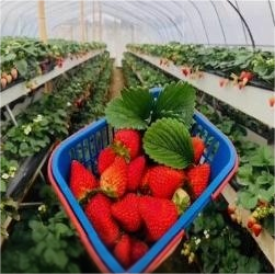 Système de gouttières NFT pour la culture de fraises commerciales, nouveau design, <span class=keywords><strong>film</strong></span> PE, couverture simple en PVC, hydroponie - Product Image 6