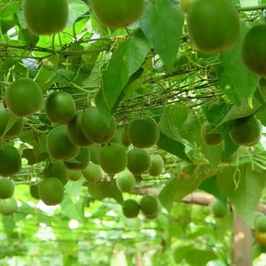 2026 Venta al por mayor de fábrica: Extracto de Mogroside natural al 70% personalizado, edulcorante de fruta del monje con certificación orgánica HALAL - Product Image 2