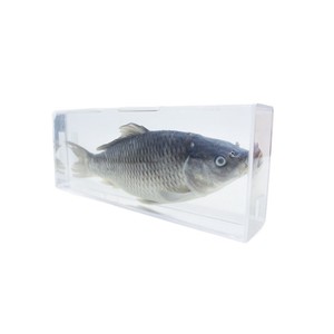 Carpe entière préservée et dissectionnée ; outil pédagogique expérimental pour la biologie au collège ; fabricant d'animaux aquatiques - Product Image 5