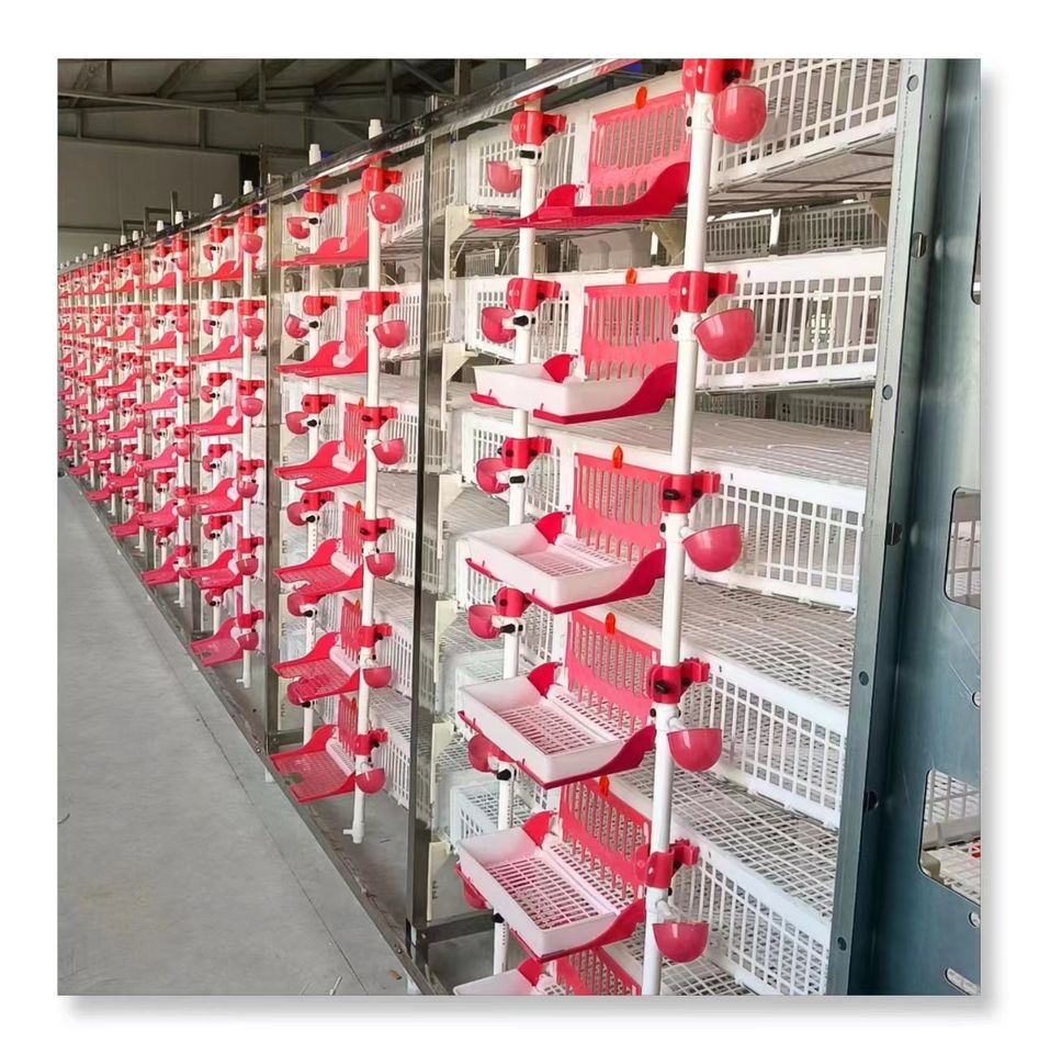 10000 Bird Cage Design for Quail Farm with Automatic Manure Remover