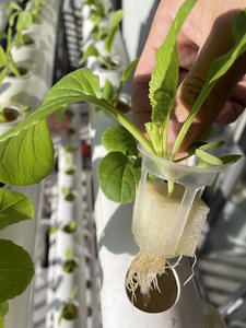 Zwarte polyurethaan kweekschuim voor kweekkas, binnenkweek, hydrocultuur, zaailingen en planten; hydrocultuur groeischuim pluggen - Product Image 6