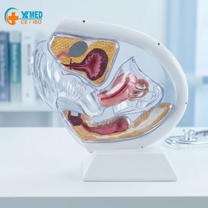 Modello Trasparente dell'Utero Umano Yulin per lo Studio della Struttura Interna della Riproduzione Femminile e della Gravidanza CE/ISO - Product Image 1