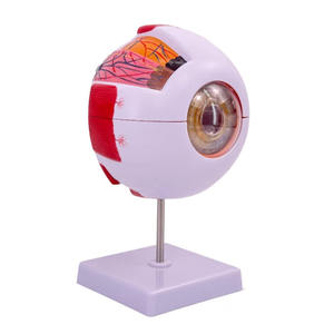 Modelo Anatómico del Ojo Humano Ampliado 6 Veces, Modelo de la Estructura del Ojo con Marcas - Product Image 6