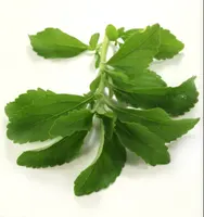 Dolcificante Stevia 100% polvere di Stevia pura organica naturale estratto di foglie Stevioside 90% polvere di Stevia