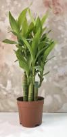 Bambú de la Suerte Premium Dracaena Sanderiana, 100 Piezas, Planta Verde Fresca, Auténtica Decoración Botánica Feng Shui, Semillas Botani de Indonesia