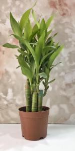 ต้นไผ่กวนอิม: ต้นดราเคน่า แซนเดอเรียนา พรีเมียม ต้นไม้สด ตกแต่งตามหลักฮวงจุ้ย จากผู้จัดจำหน่าย - Product Image 3