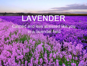 Lavender Hanging Closet Deodorizer <strong>Air</strong> <strong>Freshener</strong> Long Lasting Scented Sachets <strong>Bathroom</strong> Smell Goods for House - Product Image 6