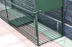 <span class=keywords><strong>Cage</strong></span> de capture et de libération humanisée pour chats sauvages en fil métallique pliable, <span class=keywords><strong>cage</strong></span> de capture d'animaux sauvages à 2 portes - Product Image 3