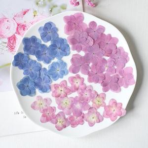 Fiori di Ortensia Naturali Essiccati a Doppio Petalo per Creazioni Fai-da-Te, Custodie per Telefoni in Resina Epossidica e Forniture per Gioielli in Resina - Product Image 6