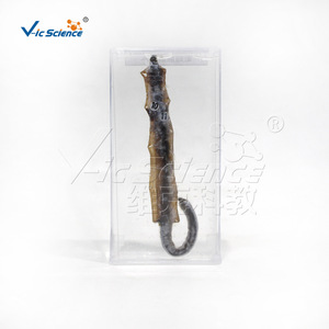 Spécimens de désection et de conservation d'vers de terre ; spécimens de conservation animale ; équipement de laboratoire biologique transparent pour - Product Image 1