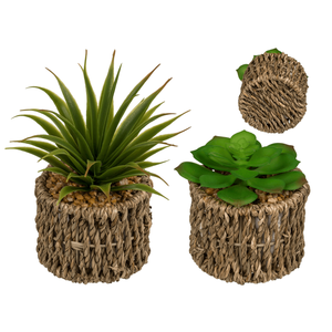 Succulentes de décoration en pot d'herbe de mer, - Product Image 1
