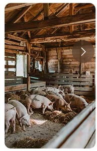 बड़े पैमाने पर वर्णक पालन सुविधा के लिए सुरक्षात्मक रेल के साथ गर्म-डुबकी गैल्वेनाइज्ड सोव - Product Image 5