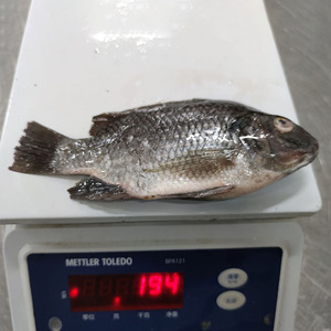 Poisson Tilapia IQF congelé en vrac Aliments IQF Pour Poisson Tilapia pour la vente en gros - Product Image 6