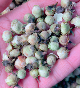 <span class=keywords><strong>100</strong></span>% натуральное чайное дерево, цветы камелии, сушеные цветочные бутоны камелии для чая - Product Image 3