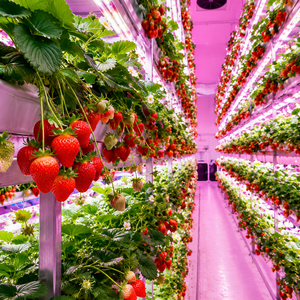 Serre de culture de fraises en conteneur, clé en main, prix usine, qualité industrielle, pour la production agricole verticale - Product Image 2